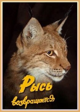 Рысь возвращается